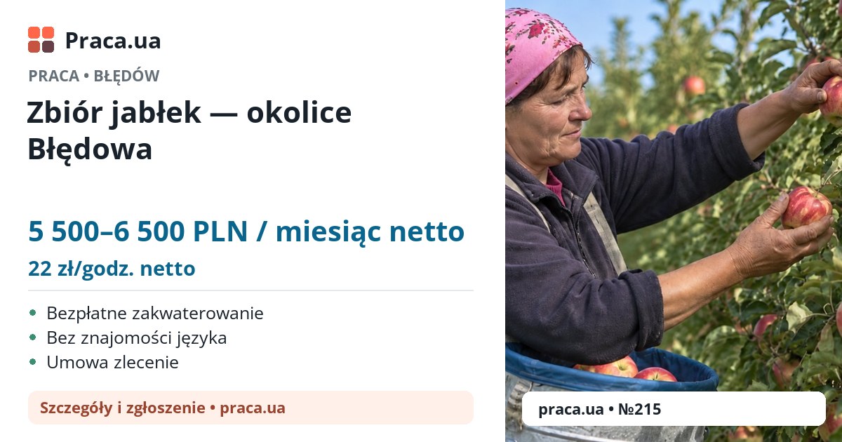 Zbiór jabłek — okolice Błędowa. 5 500–6 500 PLN / miesiąc netto. 22 zł/godz. netto. Bezpłatne zakwaterowanie, Bez znajomości języka, Umowa zlecenie