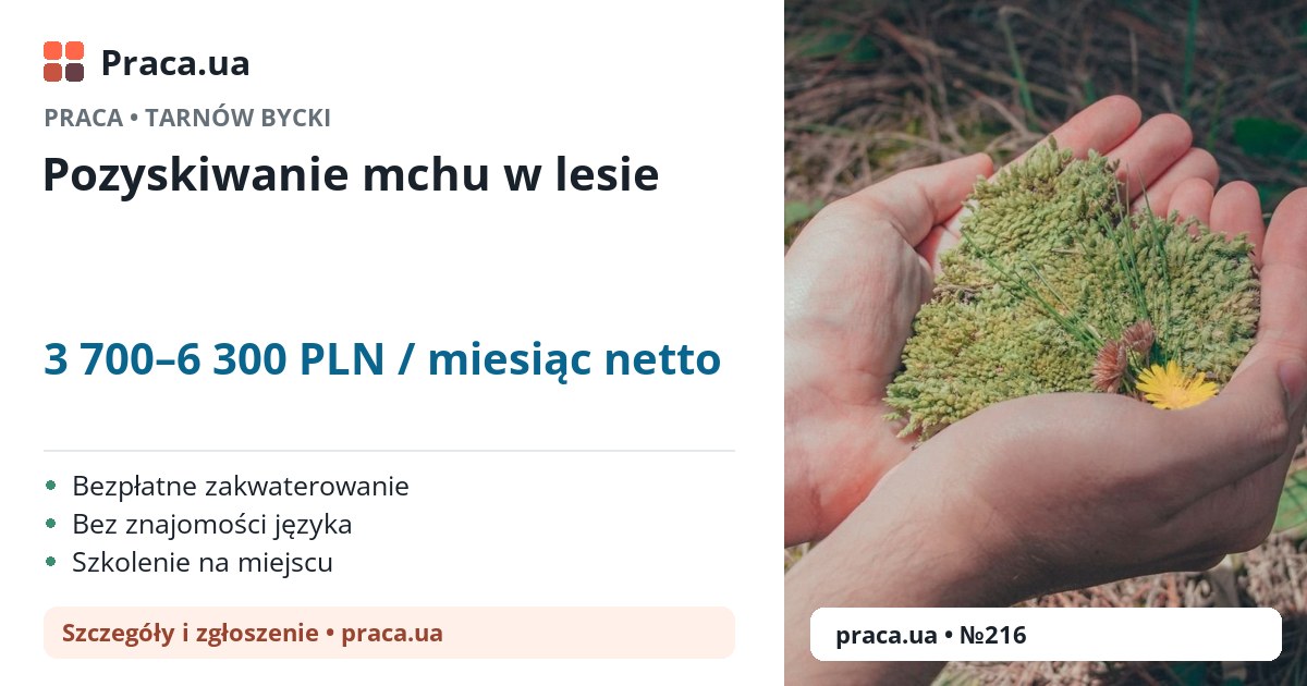 Pozyskiwanie mchu w lesie. 3 700–6 300 PLN / miesiąc netto. . Bezpłatne zakwaterowanie, Bez znajomości języka, Szkolenie na miejscu