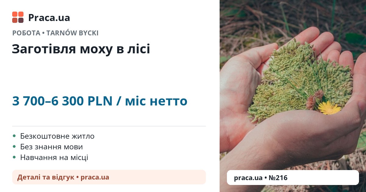 Заготівля моху в лісі. 3 700–6 300 PLN / міс нетто. . Безкоштовне житло, Без знання мови, Навчання на місці
