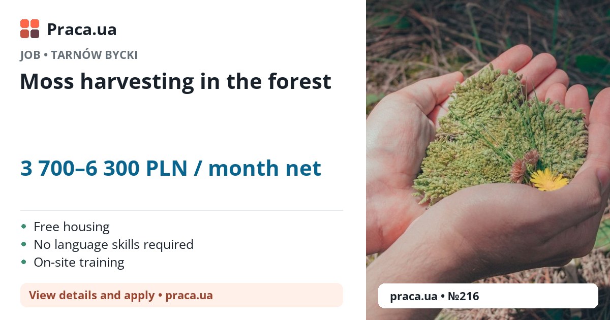 Moss harvesting in the forest. 3 700–6 300 PLN / month net. . Free housing, No language skills required, On-site training